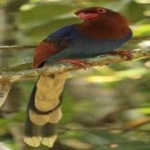 image of bird
