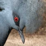 image of bird