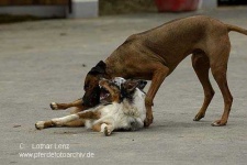 image of rhodesian_ridgeback