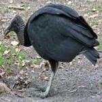 image of bird