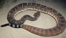 image of diamondback