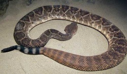 image of diamondback #3