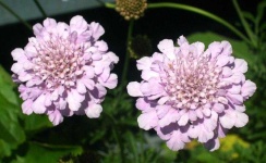 image of flower