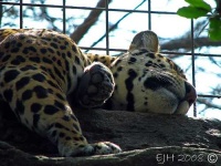 image of jaguar_car