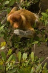 image of proboscis_monkey