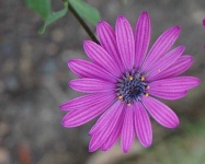 image of flower