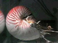 image of nautilus
