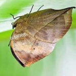 image of animal