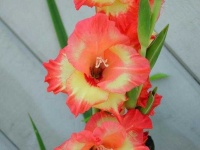 image of flower