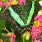 image of banded_butterfly #65