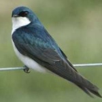 image of bird