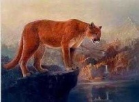 image of cougar_body