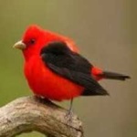 image of bird