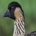 image of bird