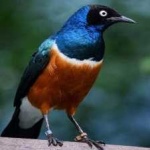 image of bird