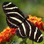 image of animal