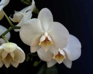 image of moon_orchid #21