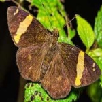 image of banded_butterfly #180