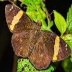 image of animal