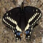 image of animal