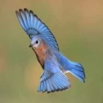 image of bird