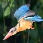 image of bird