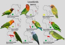 image of lovebird