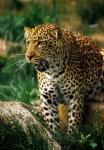 image of jaguar_car