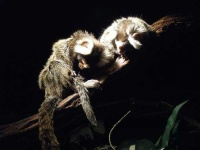 image of marmoset