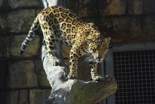 image of jaguar_car
