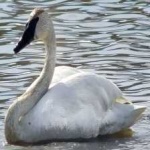 image of bird