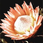image of flower