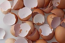 image of egg_shell #25