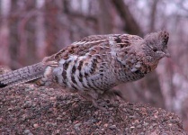 image of ruffed_grouse