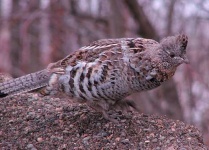 image of grouse #12