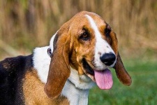 image of basset