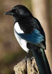 image of magpie