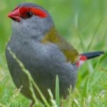 image of bird