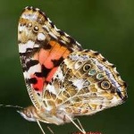 image of animal