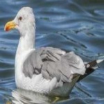 image of bird