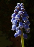 image of flower