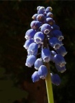 image of grape_hyacinth #2