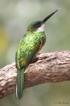 image of jacamar
