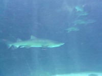 image of tiger_shark