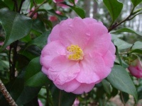 image of flower