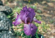 image of bearded_iris #9