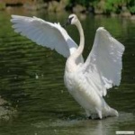 image of bird