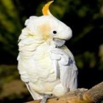 image of bird