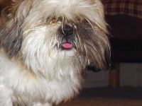 image of shih_tzu
