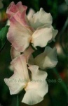 image of flower